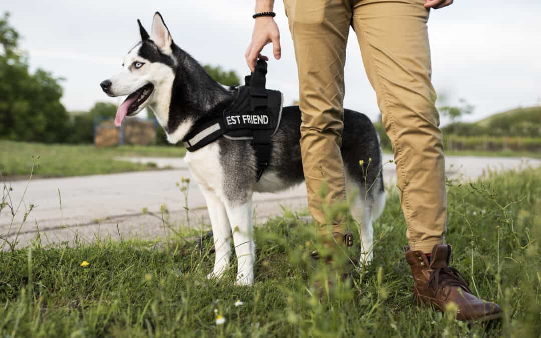 El uso de perros en los servicios de seguridad